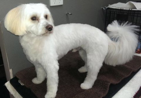 Glamour Pets - Vets Adelaide 2