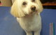 Glamour Pets - thumb 3