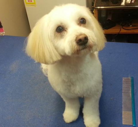 Glamour Pets - Vets Adelaide 3