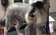 Glamour Pets - thumb 4
