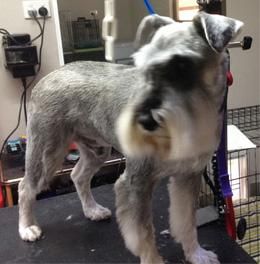 Glamour Pets - Vets Adelaide 4