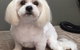 Glamour Pets - thumb 5