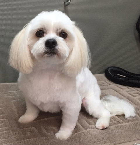 Glamour Pets - Vets Adelaide 5