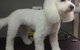 Glamour Pets - thumb 9