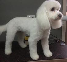 Glamour Pets - Vets Adelaide 9
