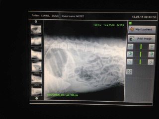 Green Point Veterinary Hospital - Vets Adelaide 1