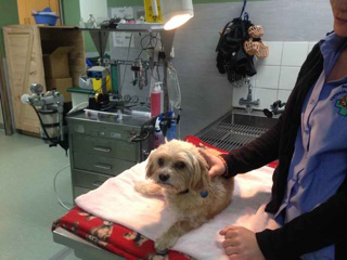 Green Point Veterinary Hospital - Vets Adelaide 2
