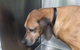 Green Point Veterinary Hospital - thumb 10