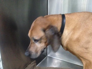Green Point Veterinary Hospital - Vets Adelaide 10