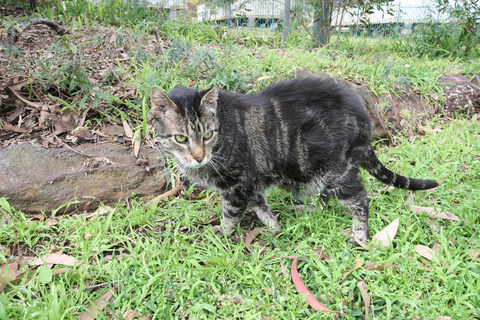 Kanwal Veterinary Hospital - Vets Adelaide 3