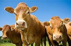 Keen Street Veterinary Clinic - Vets Adelaide 4