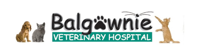 Fernhill NSW Vets Adelaide
