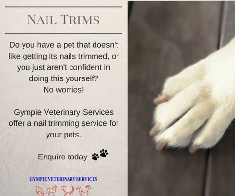 Gympie Veterinary Services - Vets Adelaide 2