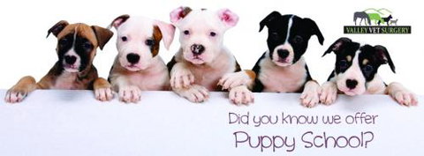 Valley Vet Surgery Mackay - Vets Adelaide 21