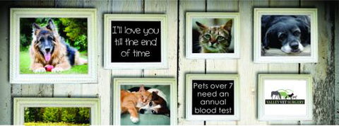 Valley Vet Surgery Mackay - Vets Adelaide 22