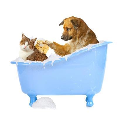 Valley Vet Surgery Mackay - Vets Adelaide 23