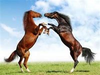 Capricorn Vet Surgery