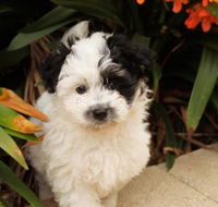 Dapto Veterinary Clinic