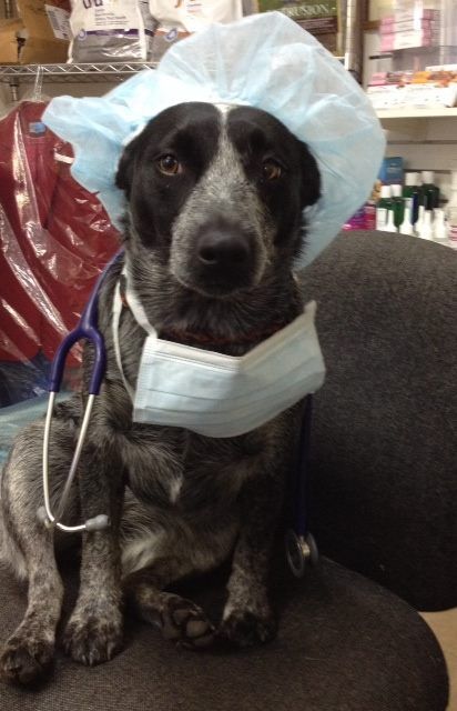 Raymond Terrace Veterinary Clinic - Vets Adelaide 3