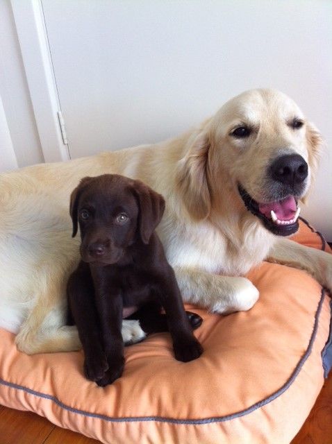 Shoal Bay Veterinary Clinic - Vets Adelaide 2