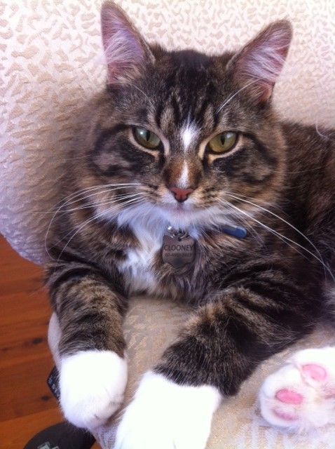 Shoal Bay Veterinary Clinic - Vets Adelaide 3