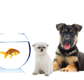 Tarraray Pet Retreat - Vets Adelaide