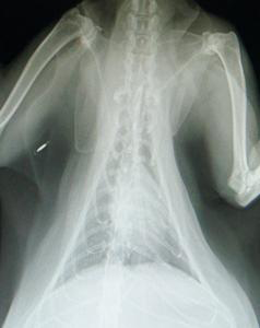 Tropical Queensland Cat Clinic - Vets Adelaide 3