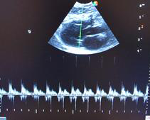 Tropical Queensland Cat Clinic - Vets Adelaide 5