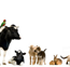 Tropical Vet Services - Vets Adelaide