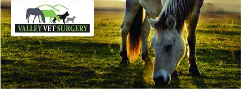 Valley Vet Surgery Mackay - Vets Adelaide 1