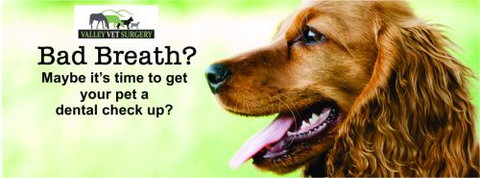 Valley Vet Surgery Mackay - Vets Adelaide 12