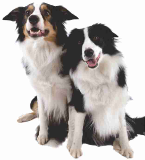 Walker Street Veterinary Surgery - Vets Adelaide 1
