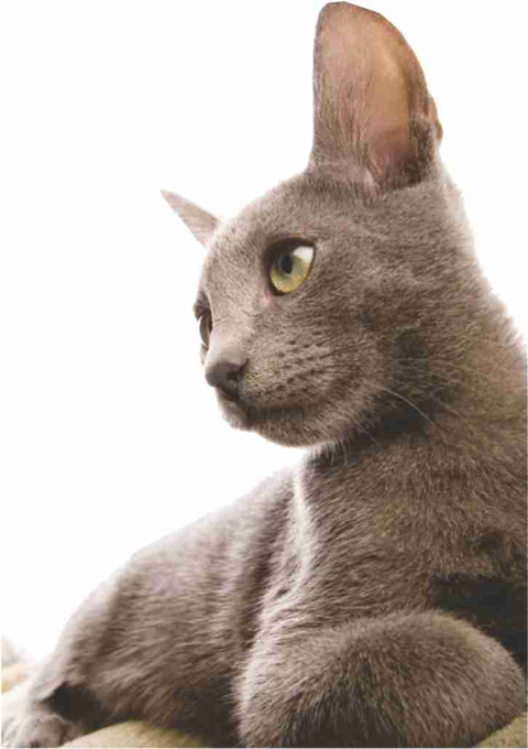 Walker Street Veterinary Surgery - Vets Adelaide 2