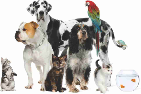Walker Street Veterinary Surgery - Vets Adelaide 3