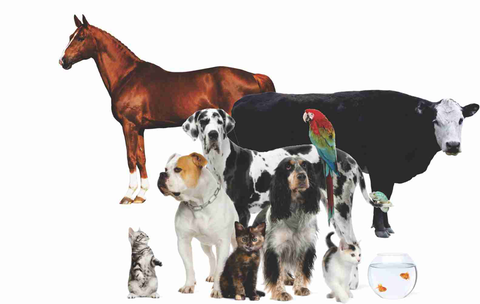Walker Street Veterinary Surgery - Vets Adelaide 4
