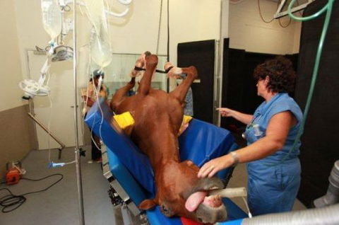 Pacific Vetcare - Vets Adelaide 6