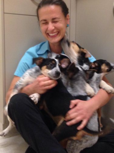 Pacific Vetcare - Vets Adelaide 7