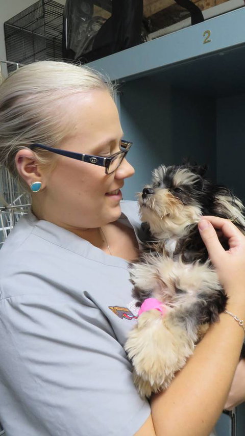 Grafton Veterinary Clinic - Vets Adelaide 1