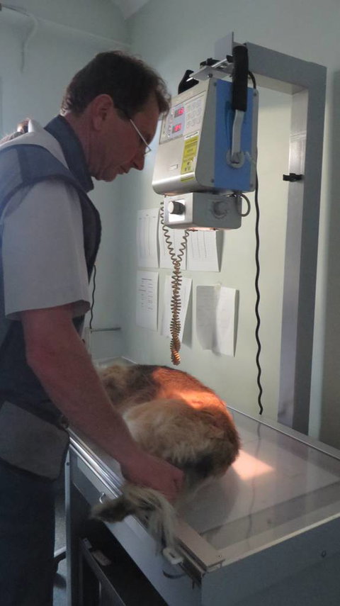 Grafton Veterinary Clinic - Vets Adelaide 3
