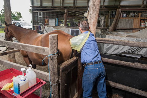 Stabler & Howlett Veterinary Surgeons–North Mackay - Vets Adelaide 8