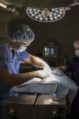 Stabler & Howlett Veterinary Surgeons–North Mackay - Vets Adelaide 12