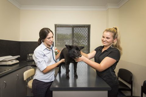 Stabler & Howlett Veterinary Surgeons–North Mackay - Vets Adelaide 16