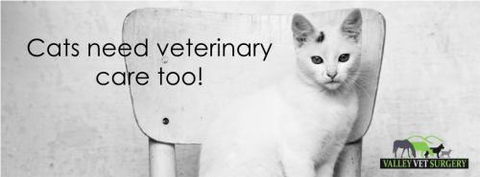 Stephenson Meghan Dr Valley Vet Surgery - Vets Adelaide 2