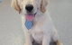 Pert Perry & Evans Veterinary Surgeons - thumb 1