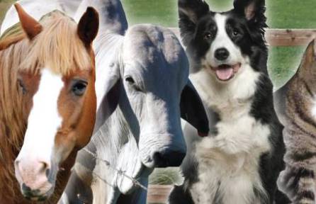 Stephenson Meghan Dr Valley Vet Surgery - Vets Adelaide 7