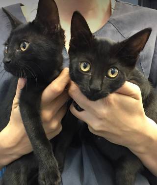 Stephenson Meghan Dr Valley Vet Surgery - Vets Adelaide 8