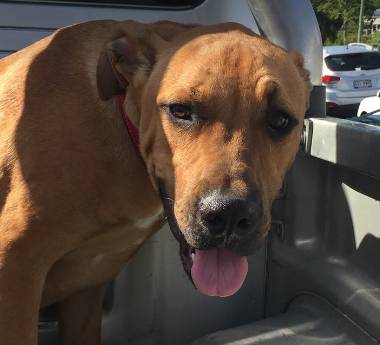 Stephenson Meghan Dr Valley Vet Surgery - Vets Adelaide 9