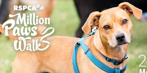 Stephenson Meghan Dr Valley Vet Surgery - Vets Adelaide 10