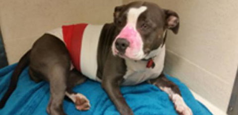 Dr Paul McGeown - Vets Adelaide 0