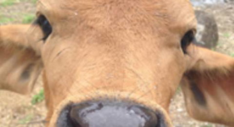 Dr Paul McGeown - Vets Adelaide 1